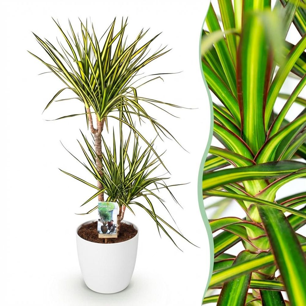 Dracaena sunray - plantes d'intérieur