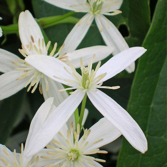 Clématite armandii snowdrift pot de 6l - tipi bambou 90/150 cm