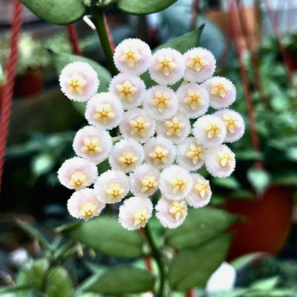 Hoya lacunosa sp laos - pot de 6cm