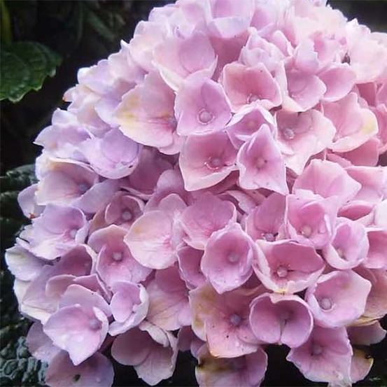 Hortensia 'magical revolution rose pink' pot de 2l/3l