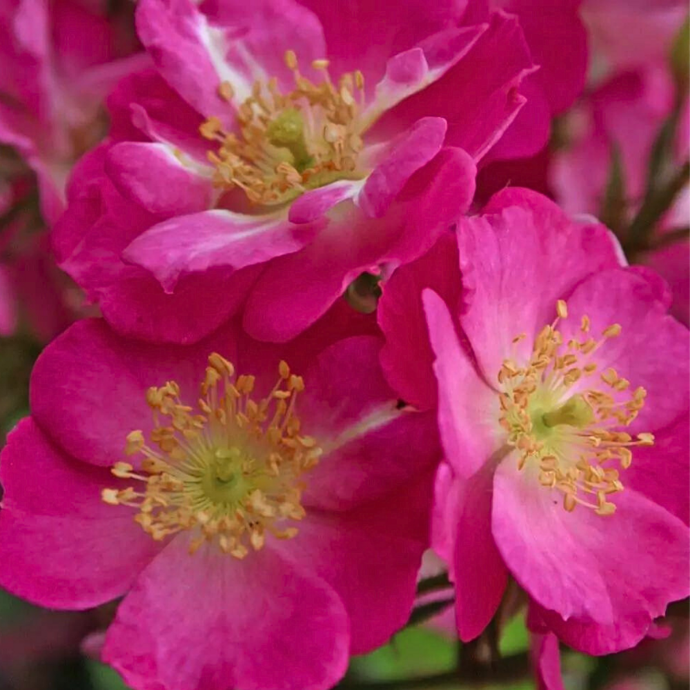 Rosier nain lupo fleur rose en pot 3l