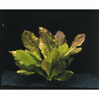 Plante aquatique : Echinodorus Red Flame en pot