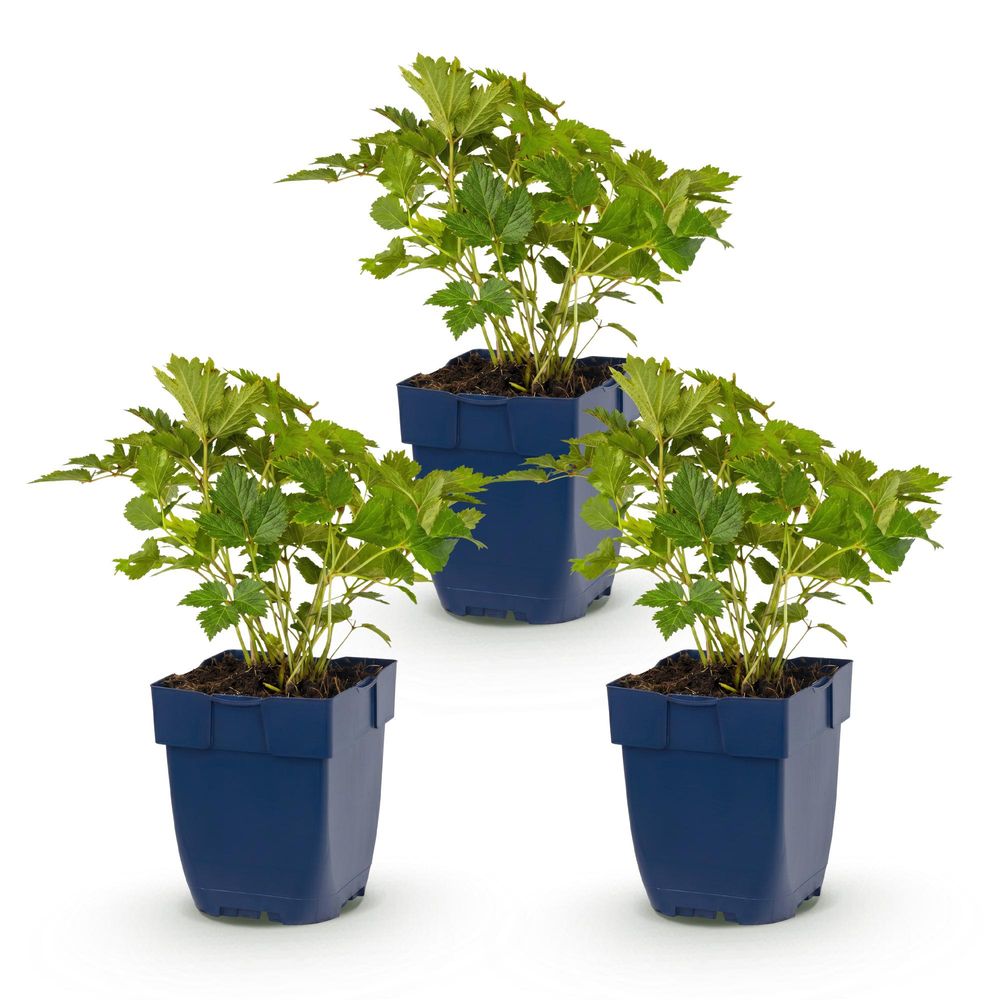 Astilbe 'pumila' - lot de 3 - pot 11 cm - hauteur 25 cm
