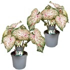 Caladium gingerland 'angel wings' - set de 2 - plante d'intérieur tropicale - pot 12cm - hauteur 25-40cm