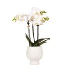 Orchidées colibri | orchidée phalaenopsis blanche - amabilis + pot décoratif scandic blanc - taille du pot 9cm - 40cm de haut
