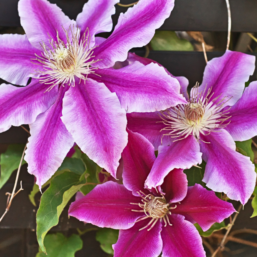 Clematite - clematis souvenir du capitaine thuilleaux 70cm