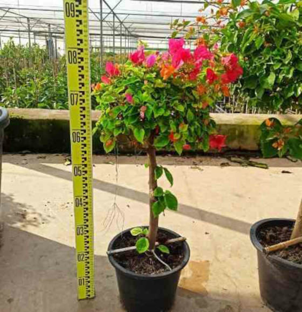 Bougainvillier hybride (bougainvillier) pot de 140l - 200/250cm