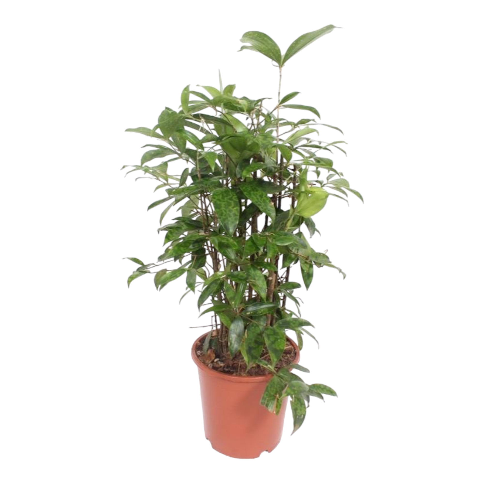 Plante d'intérieur - dracaena 'surculosa' 80.0cm