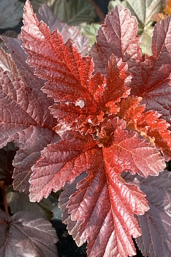 Physocarpe à feuille d'obier'lady in red' - en pot de 3 litres