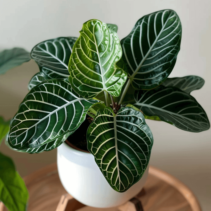 Plante Zèbre Aphelandra Squarrosa - 25-35 Cm Avec Pot, Plante D Plante Zèbre Aphelandra Squarrosa - 25-35 Cm Avec Pot, Plante D