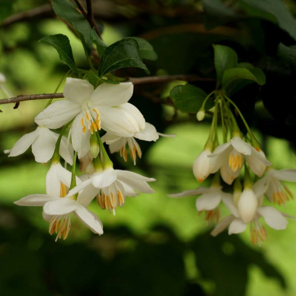 Styrax japonica pot de 3l/4l