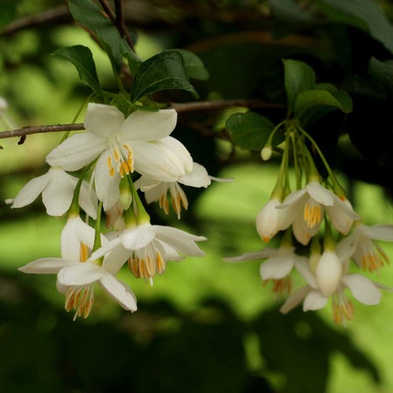 Styrax japonica pot de 3l/4l