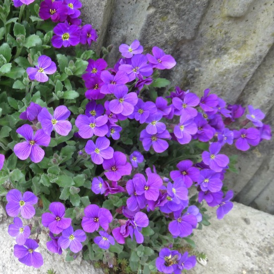 Aubriète 'cascade purple' pot de 2l/3l