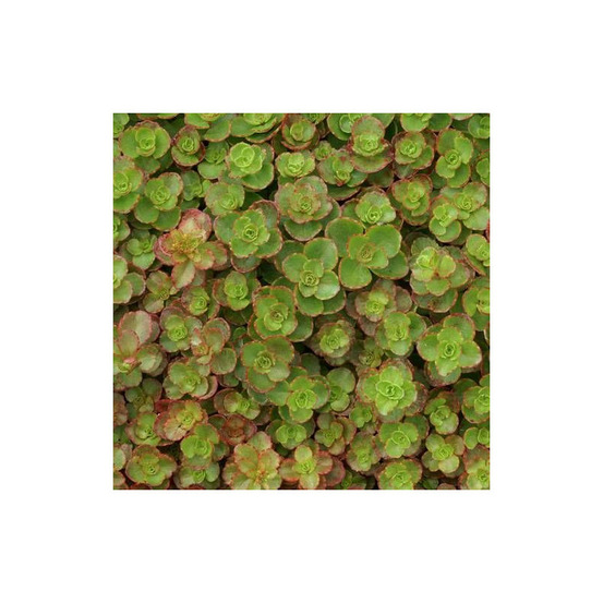 Orpin pourpre, sedum lot de 3 godets