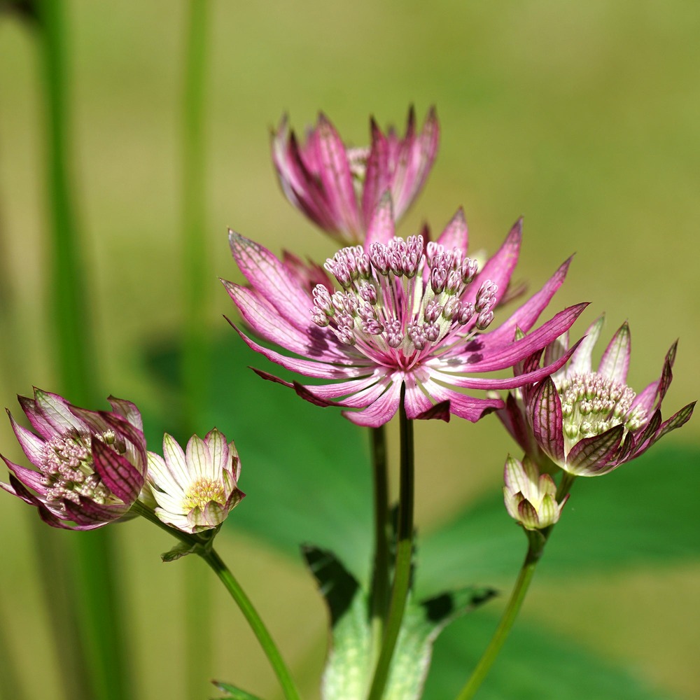 Grande astrance primadonna - le pot / ø 9cm