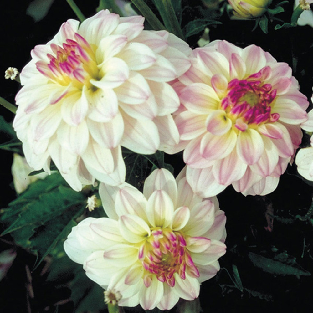 Dahlia nain double 'gallery monet' bulbe calibre i (par 3)