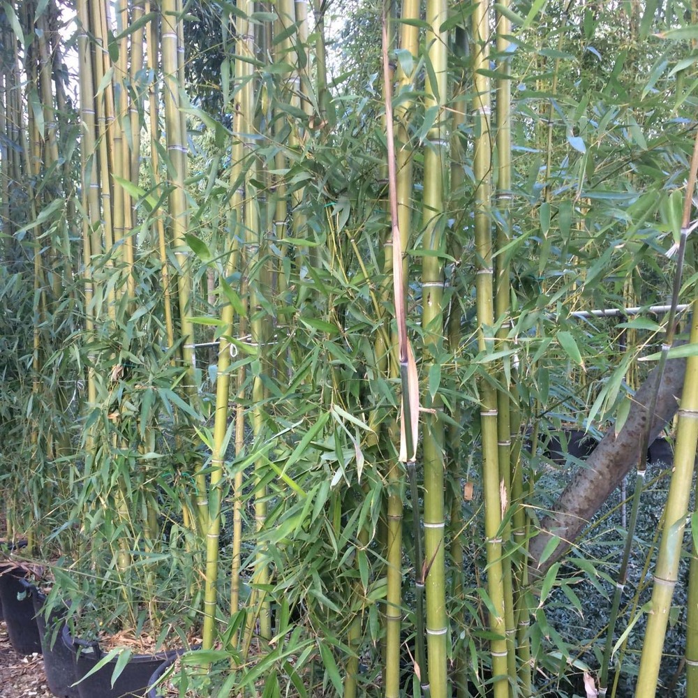 Phyllostachys viridiglaucescens pot de 4l/5l