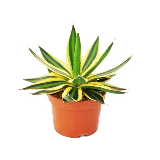 Agave lophanta quadricolor quatre couleurs pot 12cm succulente