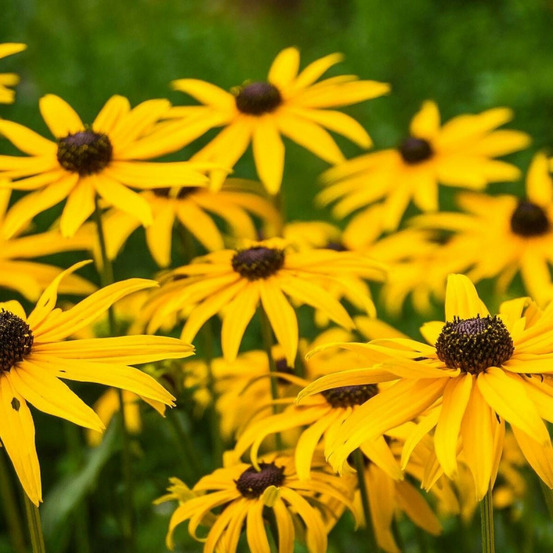 Rudbeckia lumineuse goldsturm lot de 5 godets