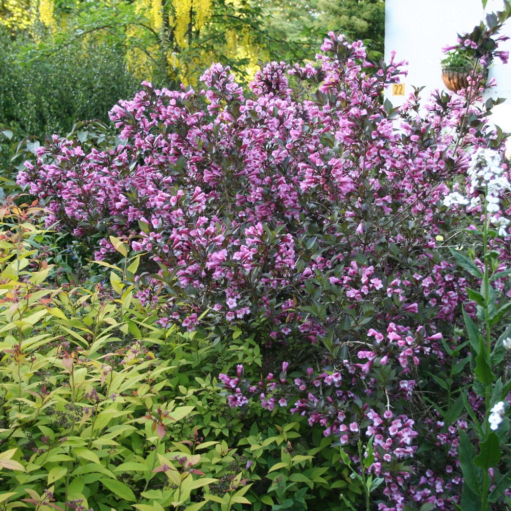 Weigela florida 'nana purpurea' pot de 3l/4l