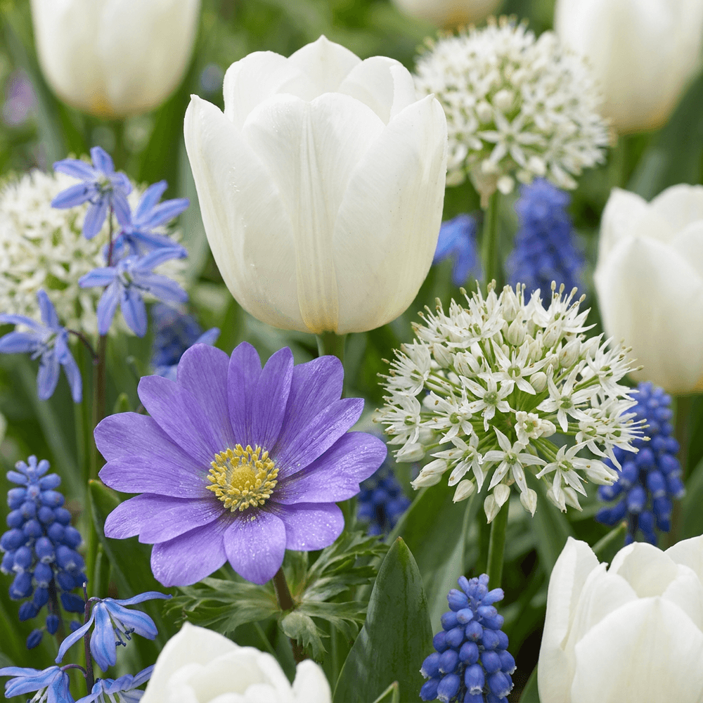 Mélange de bulbes bleus pour jardin - floraison estivale - calibre 10/12 - 125 bulbes