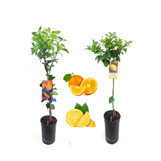 Duo = 1 oranger + 1 citronnier, h-60/100 cm arbres premium - En pot 4l