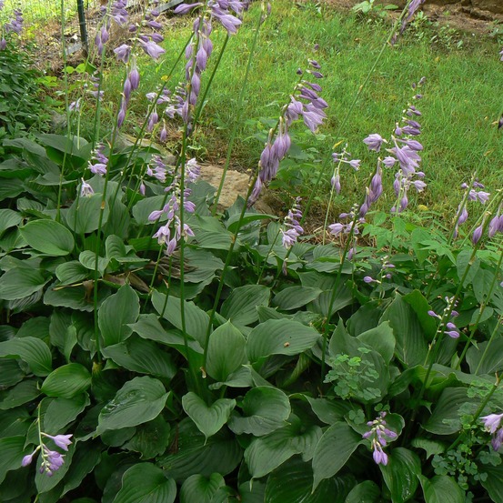 Hosta 'elisabeth' godet de 8/9 cm