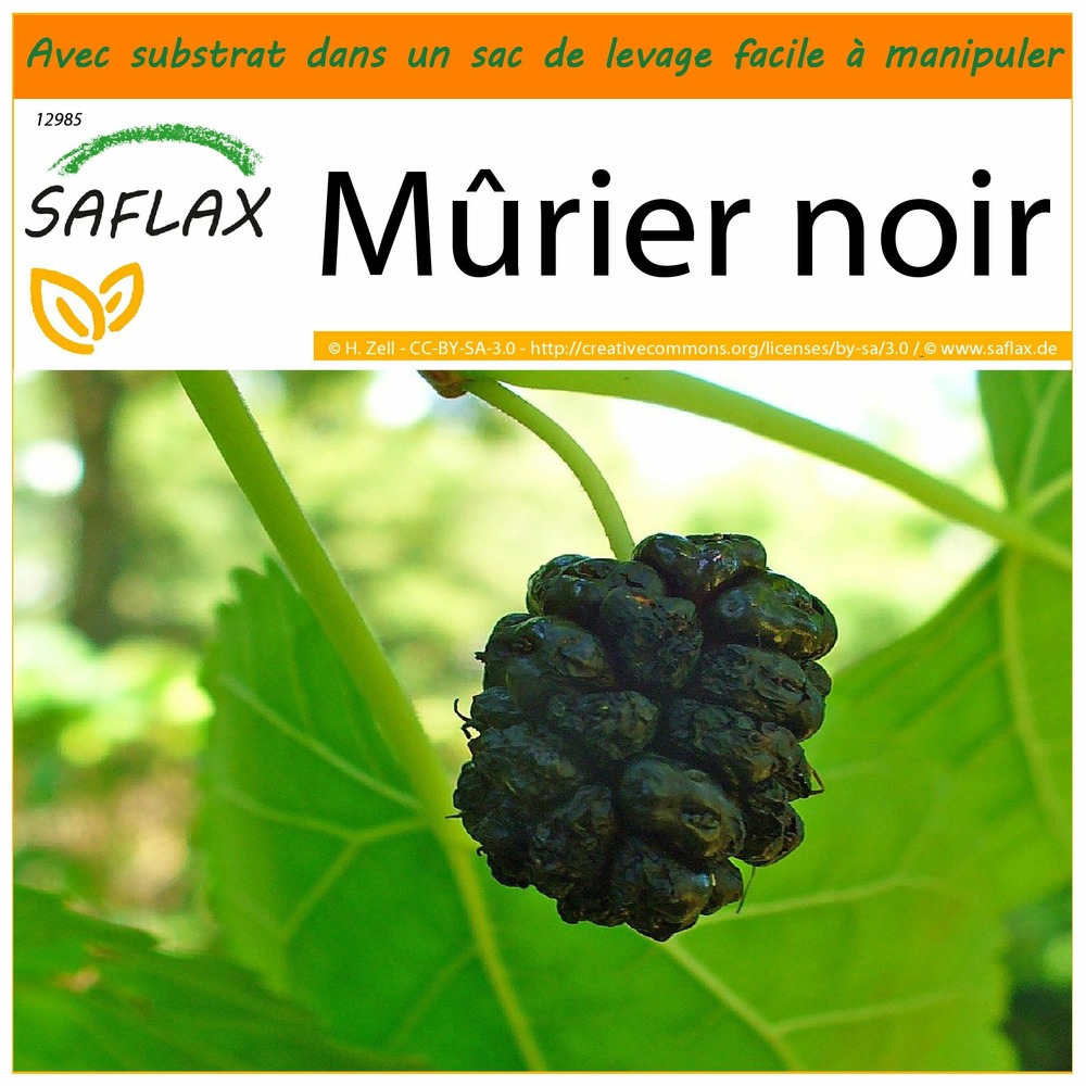 Garden in the bag - mûrier noir - 200 graines - morus nigra