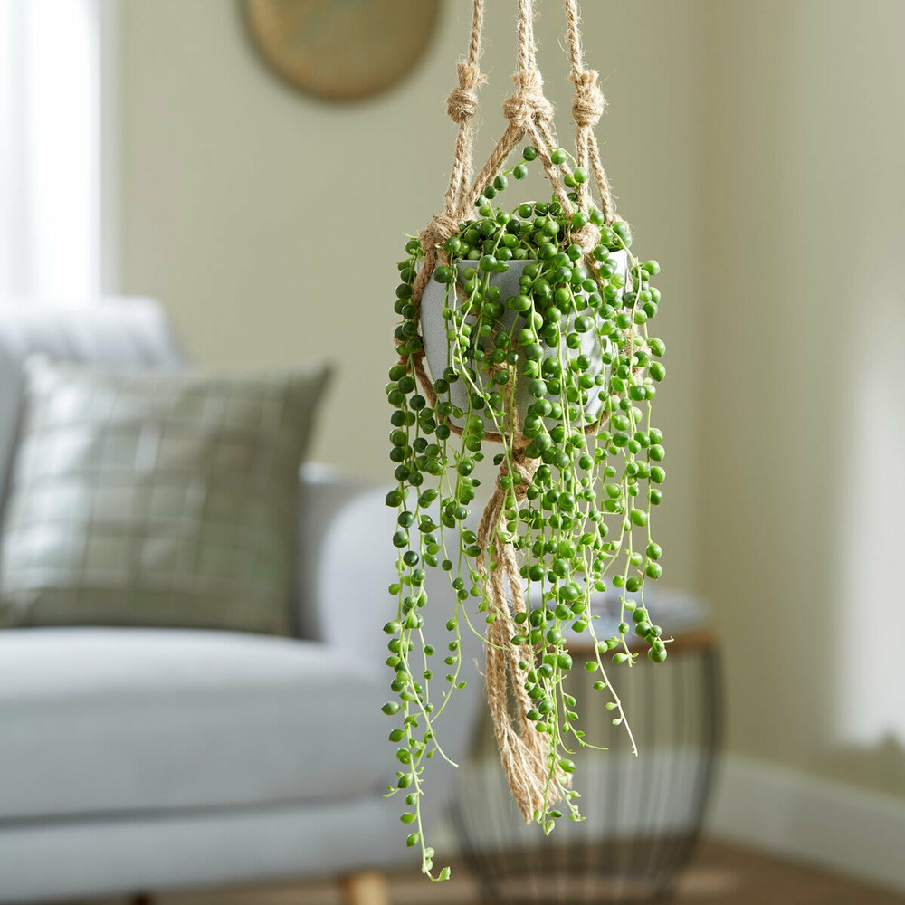 Senecio de rowley - le pot / ø 14cm / hauteur livrée 30-35cm