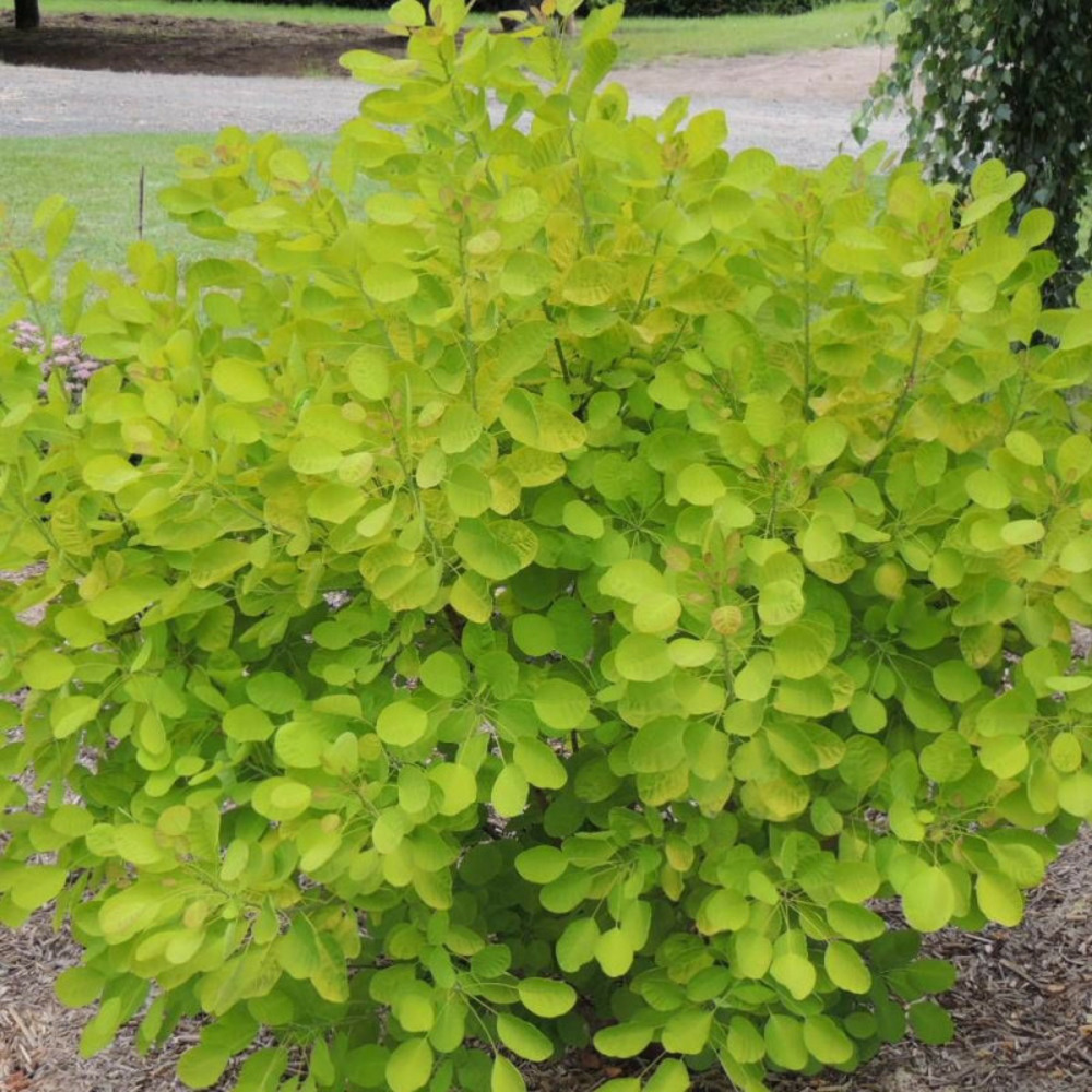 Arbre à perruque doré golden lady® 'mincojau3', cotinus pot de 3l - 20/40 cm