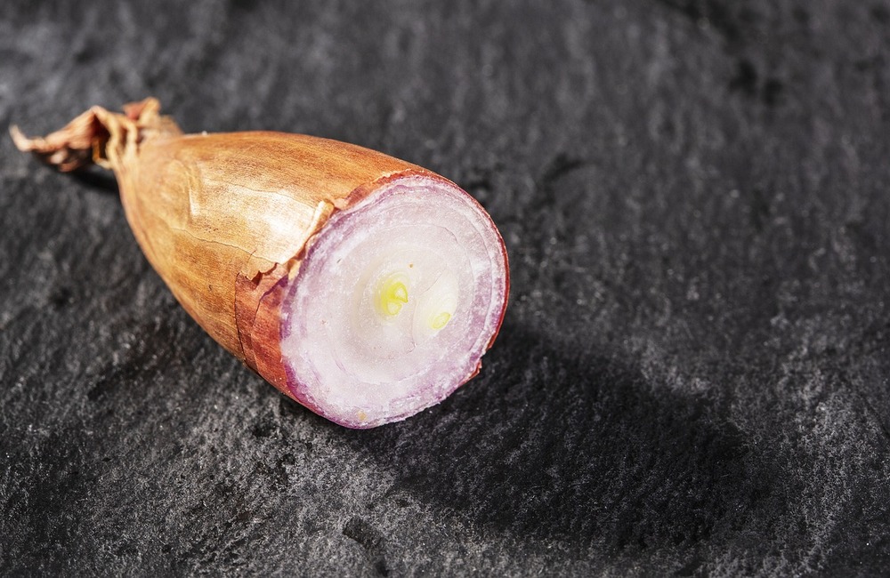 Sachet de graines d'echalion zébrune - sachet de 1,5 grammes - petite entreprise française - made in france