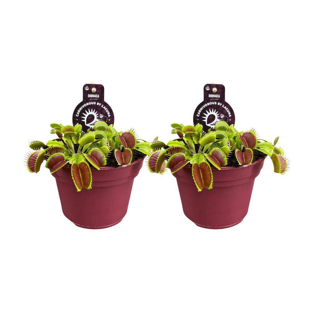 Dionaea muscipula - 2 pièces - ø12cm - ↕12cm - plantes d'intérieur