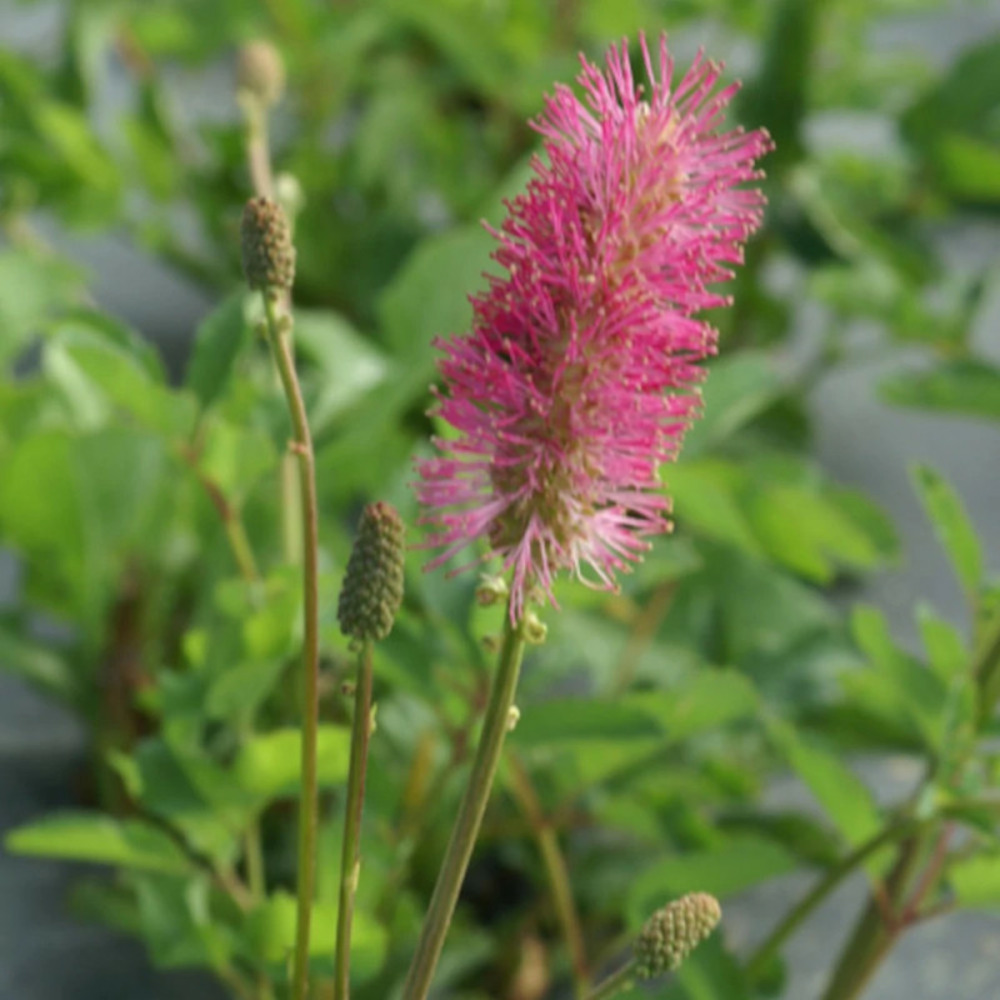 Sanguisorba - pimprenelle obtusa lot de 5 godets