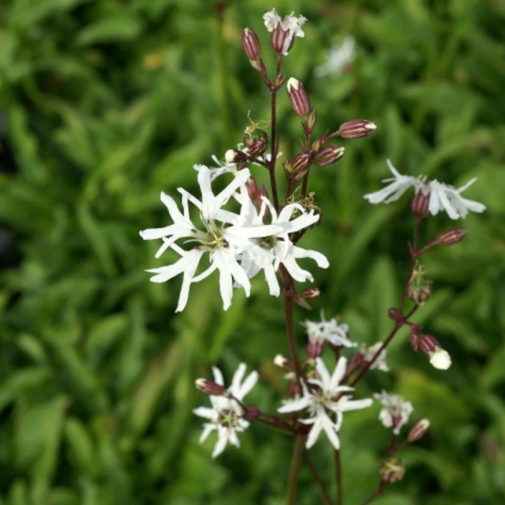 Lychnis white robin, oeillet des prés blanc godet - 5/20 cm