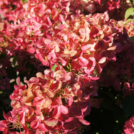 Hortensia paniculata diamant rouge - hydrangea paniculata diamant rouge 30/40 cm pot 3l
