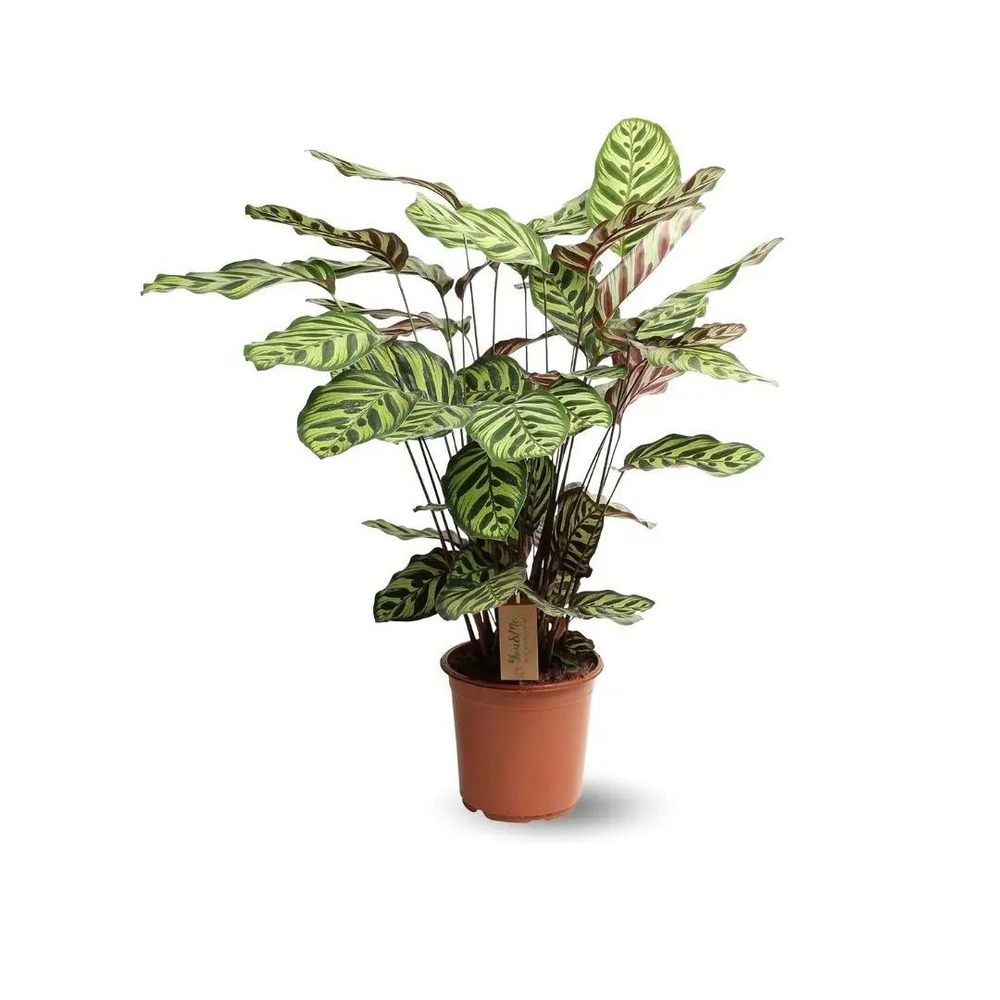 Calathea oppenheimiana - maranta - ↕ 60-70 cm - ⌀ 17 cm - plante d'intérieur