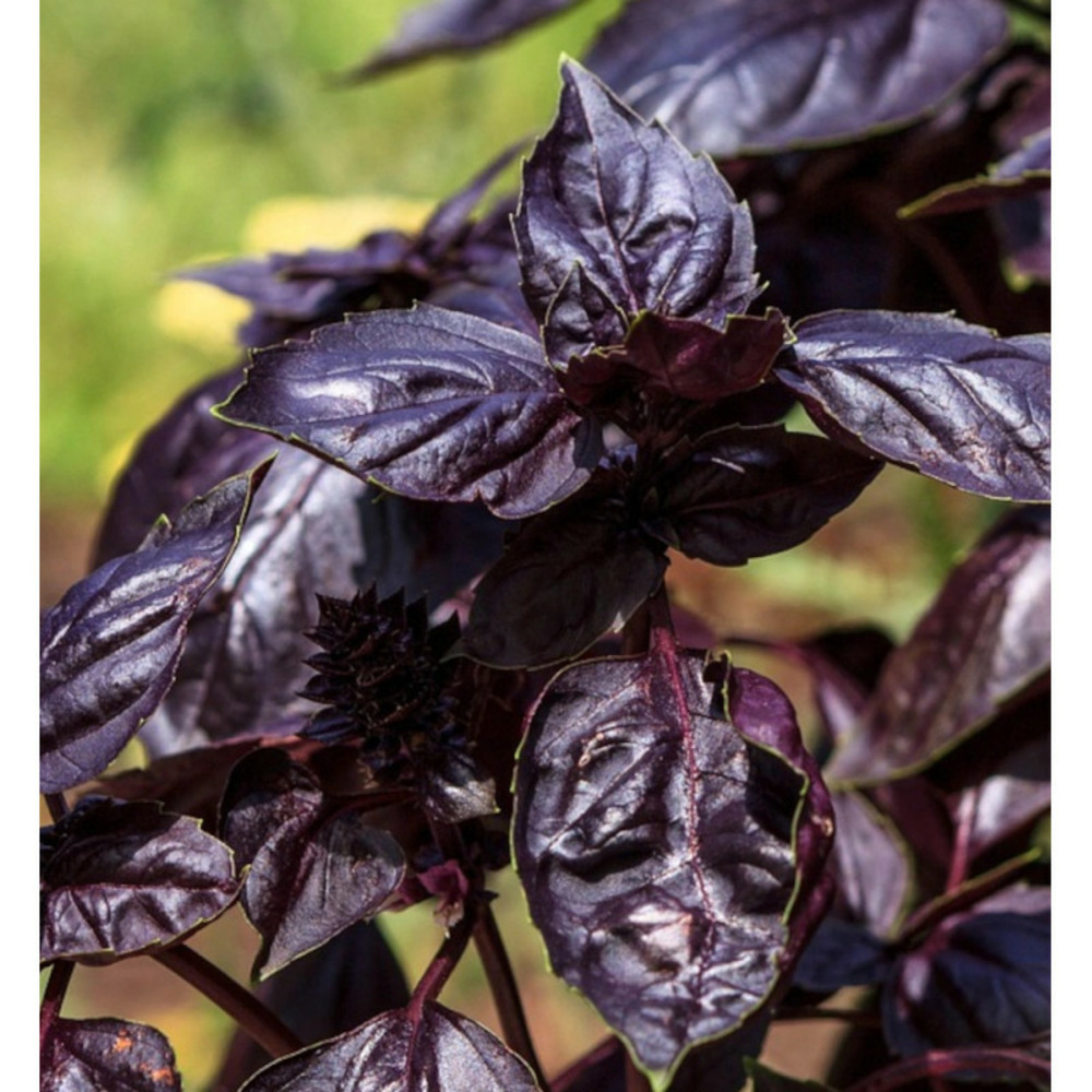 Basilic red rubin - prêt à consommer pot de 1,5l - 10/20 cm