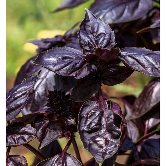 Basilic red rubin - prêt à consommer pot de 1,5l - 10/20 cm