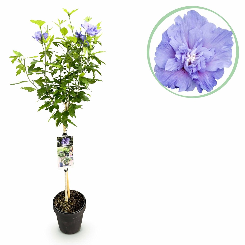 Hibiscus syriacus blue chiffon® – pot 19 cm – hauteur 90 cm