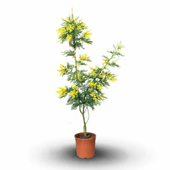 Attitude Jardin - Mimosa gaulois tige - plante fleurie - 180-200 cm - ⌀ 30 cm - plante d'extérieur