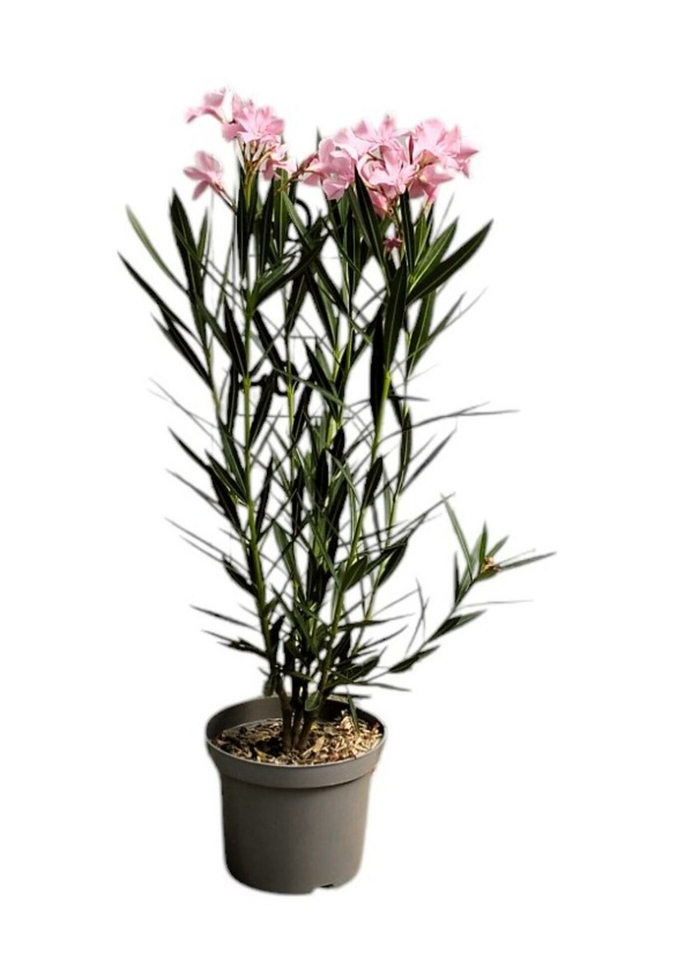 Laurier rose 'soeur agnes' - pot 3 l - h 80 cm