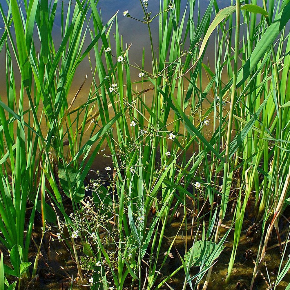 Plantain d'eau godet de 8/9 cm