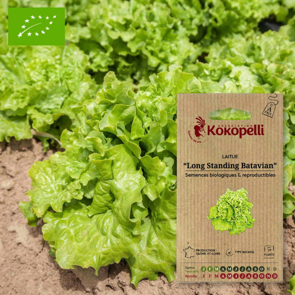 Graines bio à semer - laitue batavia de tous les mois long standing batavian