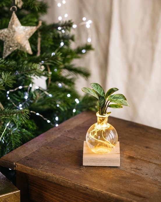 Samoa ctenanthe - hydroculture