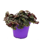 Tradescantia purple passion - fleur trois-maîtres à feuilles violettes - pot de 12cm