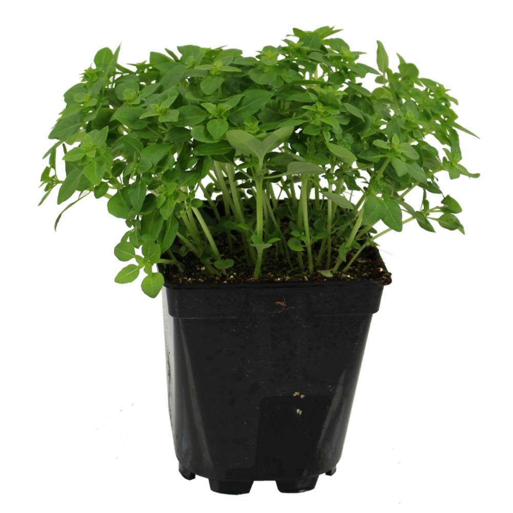 Plant de basilic fin vertpot 1 l