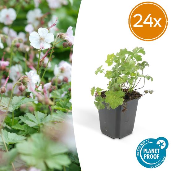 Lot de 24 - geranium cant. 'biokovo' - h10-25 cm