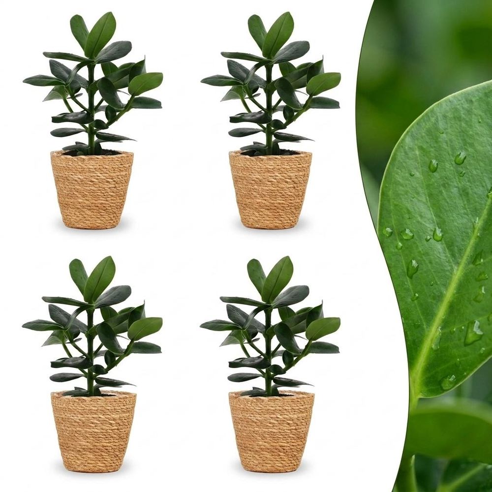 Clusia princess - clusia - pot de 12cm