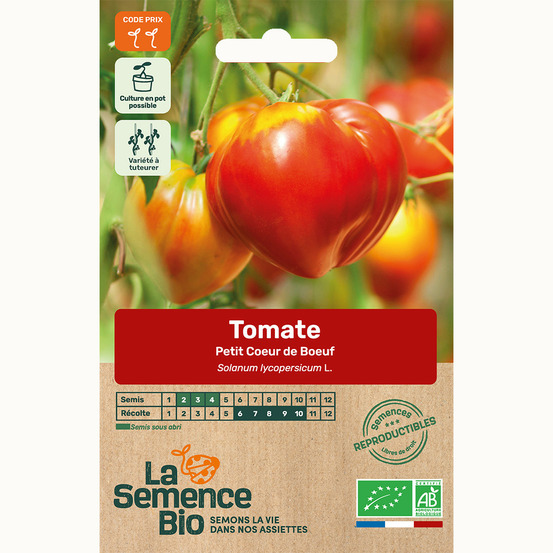 Tomate petit c ur de b uf - graines bio