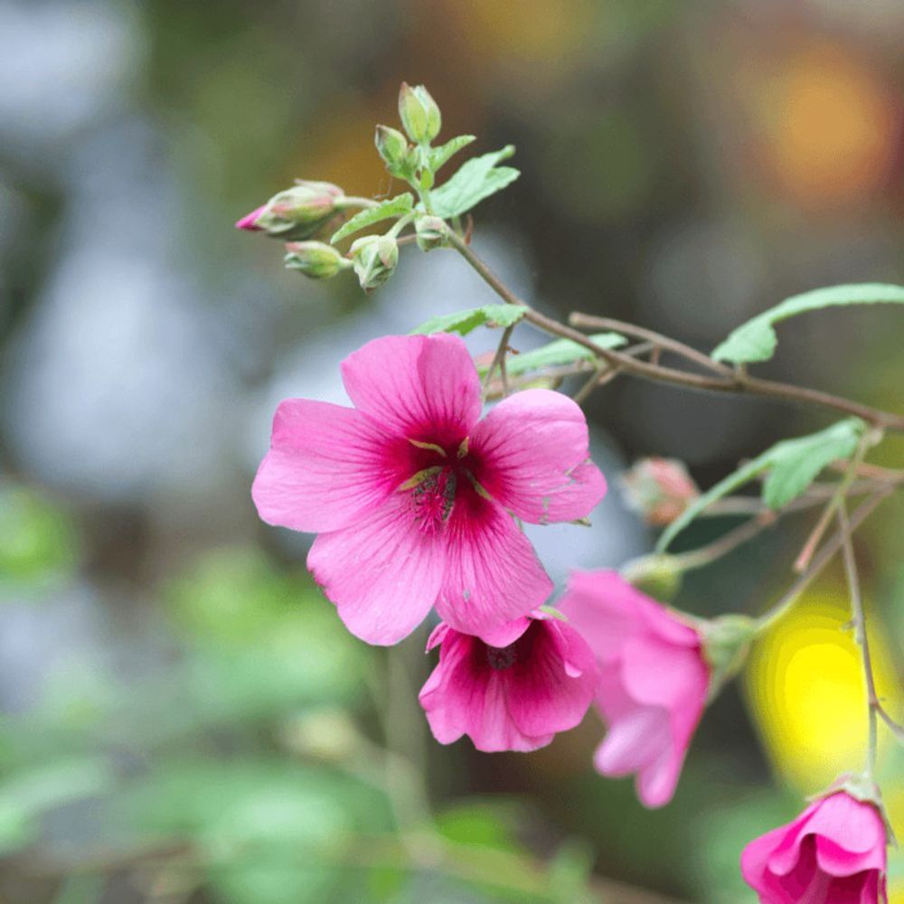 Anisodontea el rayo, mauve du cap pot de 3l - 20/40 cm